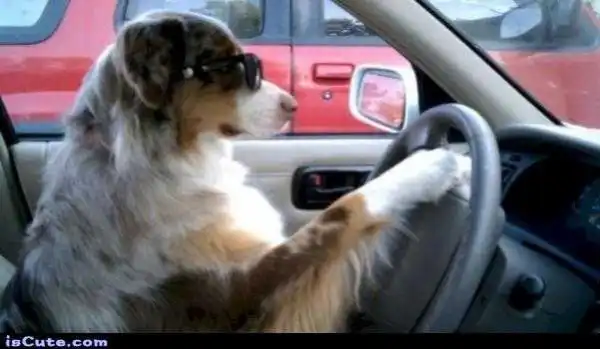 10 Weird And Hilarious Traffic Laws Around The World